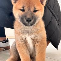 Cuccioli Shiba Inu