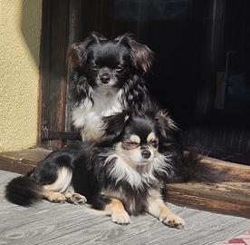 Chihuahua maschi per accoppiamento