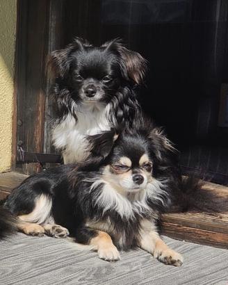 Chihuahua maschi per accoppiamento