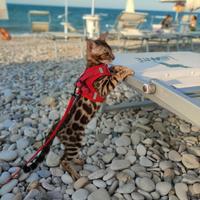 Nuovo Cuccioli di Gatto Bengala Top Quality