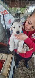 cucciolo/i tre mesi