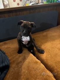 Cuccioli Pitbull