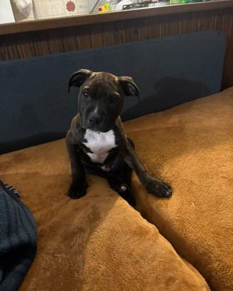 Cuccioli Pitbull