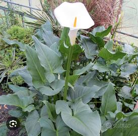 calla palustris ( calla acquatica )
