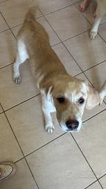 Cuccioli di tre mesi madre corso,padre maremmano