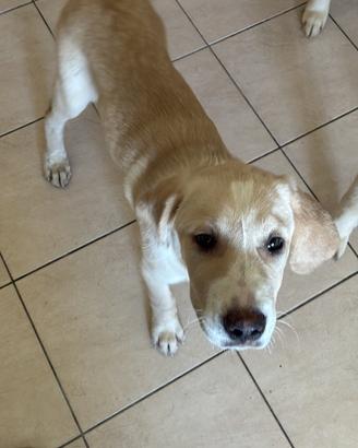 Cuccioli di tre mesi madre corso,padre maremmano