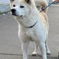 Akita inu