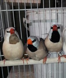 Diamante Codalunga