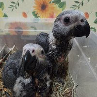 Cenerino coda rossa pullo