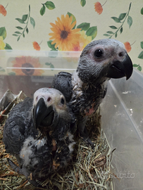 Cenerino coda rossa pullo