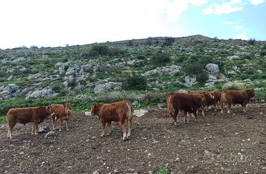 Vitelli e vitelle limousine da allevamento