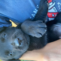 Cuccioli di Labrador Retriever neri