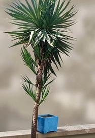 due piante yucca