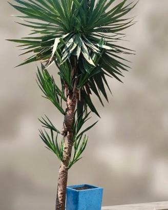 due piante yucca