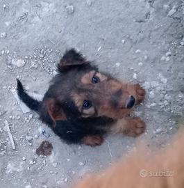 Cuccioli Airedale terrier