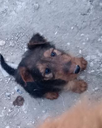 Cuccioli Airedale terrier