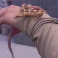 Baby Serpente del grano