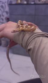 Baby Serpente del grano