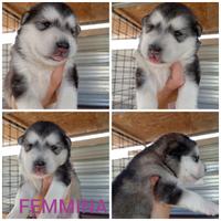 Alaskan Malamute cuccioli