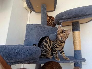 Gatti del bengala 