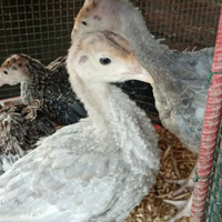 Tacchini cenerini e neri di 6mesi