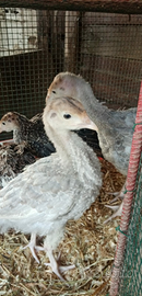 Tacchini cenerini e neri di 6mesi