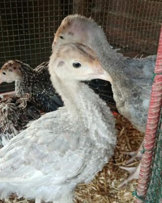 Tacchini cenerini e neri di 6mesi