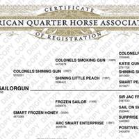 Quarter horse