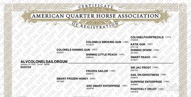 Quarter horse