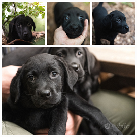 Cuccioli labrador neri