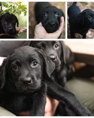 Cuccioli labrador neri