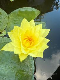 Ninfea rustica gialla