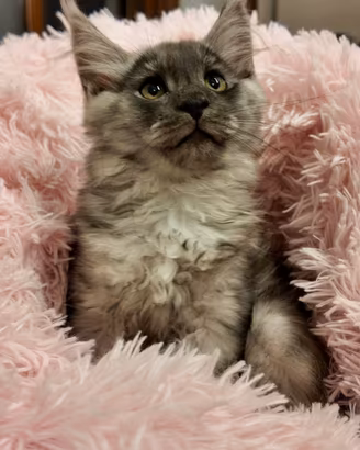 Maine coon disponibili dal 27 settembre