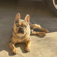 Bulldog francese per monta merle