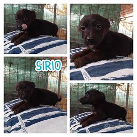 5 cuccioli di due mesi e mezzo in adozione