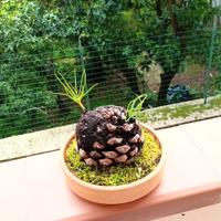 composizione di pini nati su pigna 