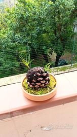 composizione di pini nati su pigna 