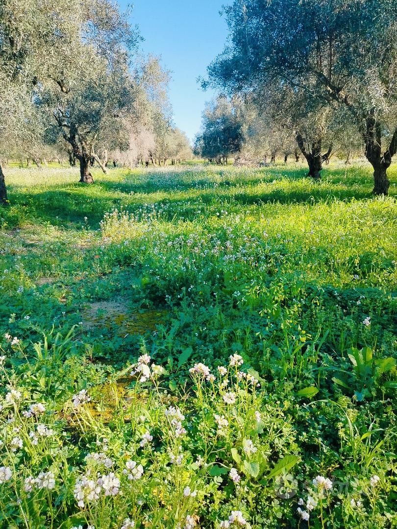 Terreno agricolo - Vista 3