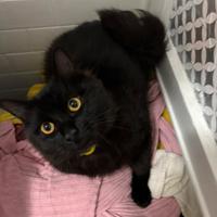 Gattino 7 mesi