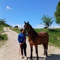 Cavallo catria
