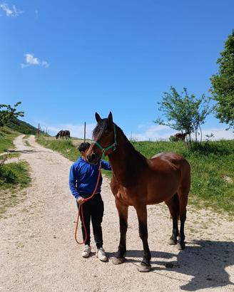 Cavallo catria