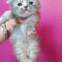 Cuccioli di persiano femmine