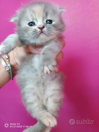 Cuccioli di persiano femmine