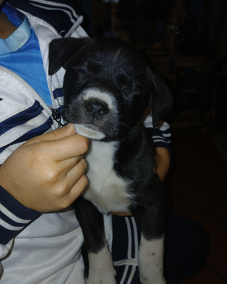 Amstaff rotvailer