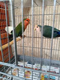 Inseparabili