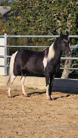 Cavallo
