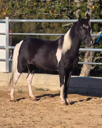 Cavallo