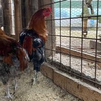 Galletti olive egger