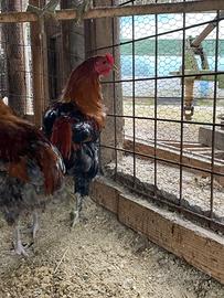 Galletti olive egger