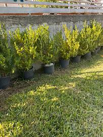 Pianta di buxus